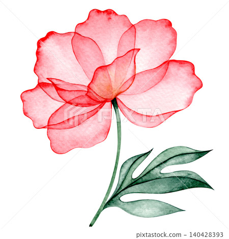 Watercolor peony. Pink transparent flower x-ray. Watercolor peony. Pink transparent flower x-ray. 140428393