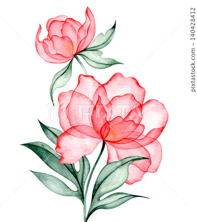 Watercolor illustration of a peony composition. Pink transparent flower x-ray. Watercolor illustration of a peony composition. Pink transparent flower x-ray. 140428412