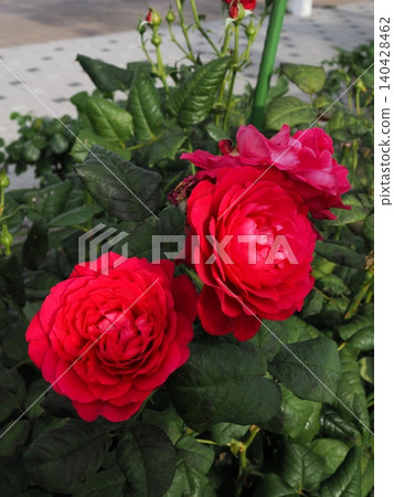 A beautiful and vibrant large red rose, photographed with a prime lens in a rose garden in June. A beautiful and vibrant large red rose, photographed with a prime lens in a rose garden in June. 140428462