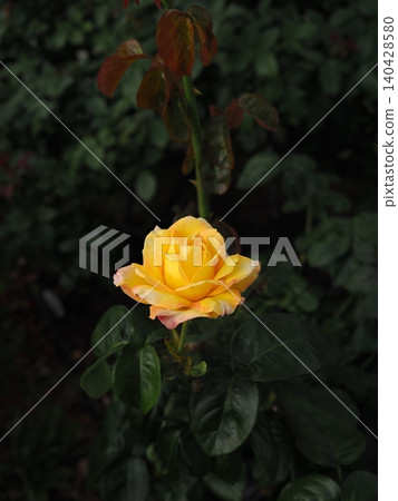 A vibrant yellow rose standing out against a deep green background, photographed with a prime lens in a rose garden in June. A vibrant yellow rose standing out against a deep green background, photographed with a prime lens in a rose garden in June. 140428580