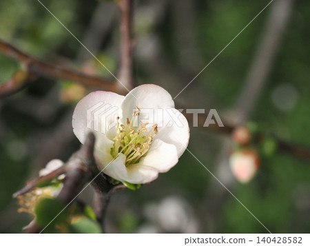 模糊的花特寫鏡頭 模糊的花特寫鏡頭 140428582
