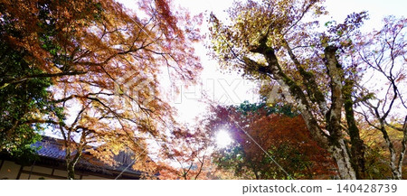 高源寺是丹波市三大賞楓勝地之一,寺內遍植美麗的天目楓樹。兵庫縣丹波市。 高源寺是丹波市三大賞楓勝地之一,寺內遍植美麗的天目楓樹。兵庫縣丹波市。 140428739