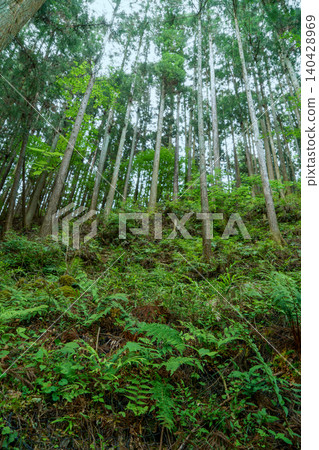 Japan, Okutama: Trees in fresh green leaves viewed from above (vertical orientation) Japan, Okutama: Trees in fresh green leaves viewed from above (vertical orientation) 140428969