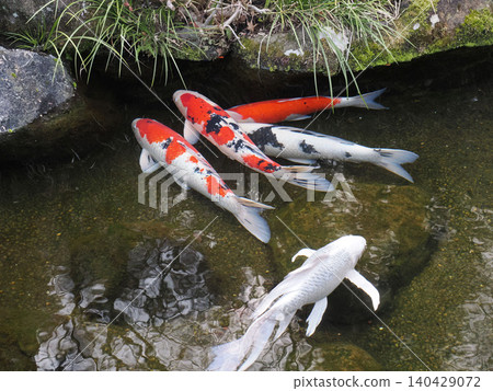池塘裡遊著美麗的鯉魚 池塘裡遊著美麗的鯉魚 140429072
