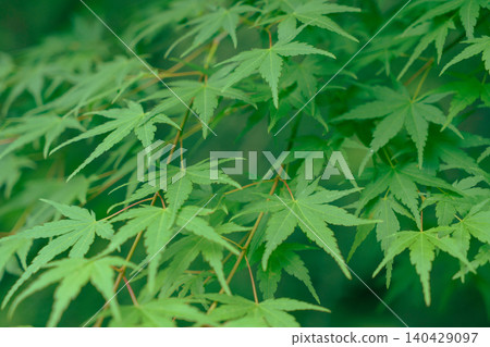鮮嫩翠綠的楓葉-背景素材 鮮嫩翠綠的楓葉-背景素材 140429097