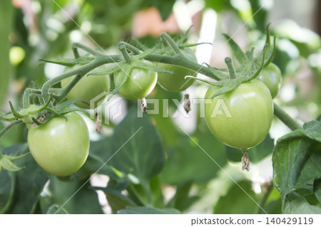 Unripe Green Tomatoes Growing on Vine Unripe Green Tomatoes Growing on Vine 140429119