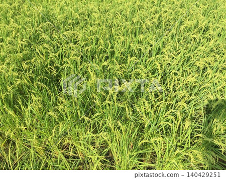 Lively rice panicle Lively rice panicle 140429251