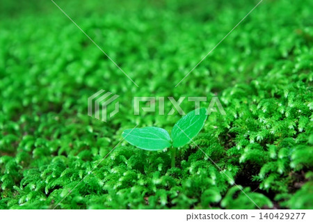 Two leaves emerge from the moss Two leaves emerge from the moss 140429277