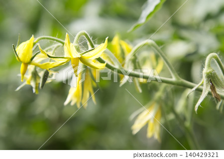 Bright Yellow Tomato Plant Flowers Blooming 140429321