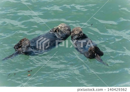 野生海獺 野生海獺 140429362