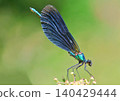 Blue damselfly  close up 140429444
