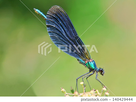 Blue damselfly close up Blue damselfly close up 140429444