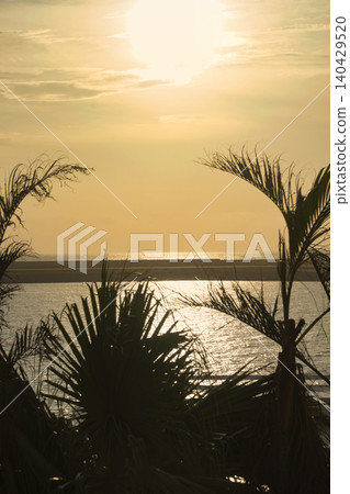 夕陽照亮的棕櫚樹 夕陽照亮的棕櫚樹 140429520
