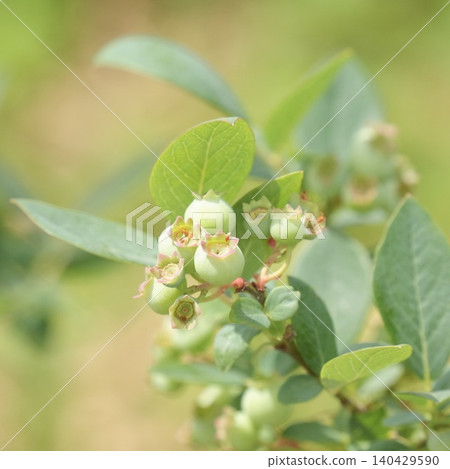 Blueberry blueberry Blueberry blueberry 140429590