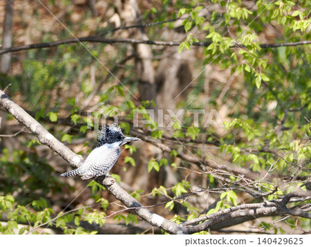 一隻雌性鳳頭翠鳥棲息在河岸上。 一隻雌性鳳頭翠鳥棲息在河岸上。 140429625