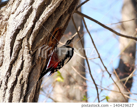 Great Spotted Woodpeckers are busy building their nests. Great Spotted Woodpeckers are busy building their nests. 140429627