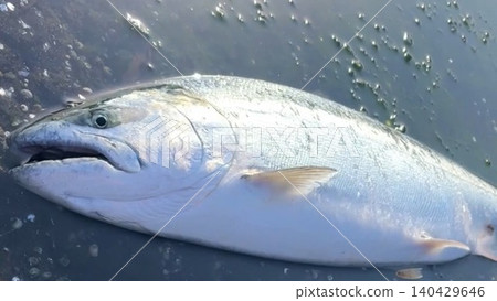北海道捕獲的櫻鮭魚照片 140429646