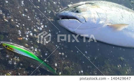 北海道捕獲的櫻鮭魚照片 北海道捕獲的櫻鮭魚照片 140429647