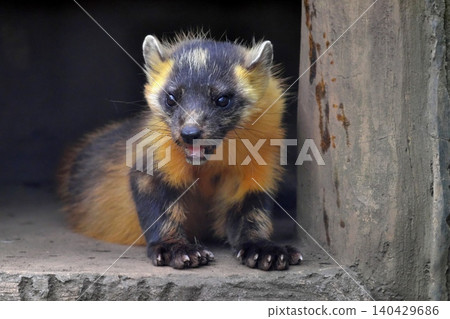 The Japanese marten sits up and stares at me. The Japanese marten sits up and stares at me. 140429686