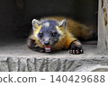 A Japanese marten is lying down and staring at me. 140429688
