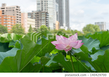 不忍池,城市中心盛開的蓮花。 不忍池,城市中心盛開的蓮花。 140429700
