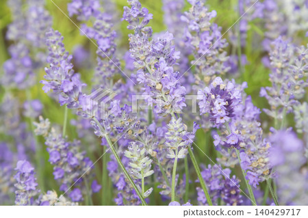 Soft Blooming Purple Lavender Stalks Soft Blooming Purple Lavender Stalks 140429717