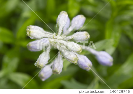 Unopened Hosta Flower Buds with Raindrops Unopened Hosta Flower Buds with Raindrops 140429746