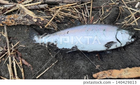 Photos of cherry salmon caught in Hokkaido Photos of cherry salmon caught in Hokkaido 140429813
