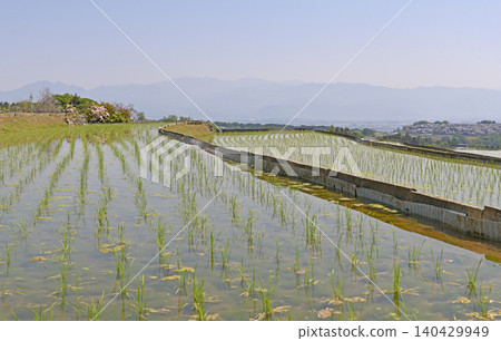 Hiraoka Rice Terraces: Rice paddies adorned with early summer flowers and neatly lined with fresh young rice seedlings. Hiraoka Rice Terraces: Rice paddies adorned with early summer flowers and neatly lined with fresh young rice seedlings. 140429949