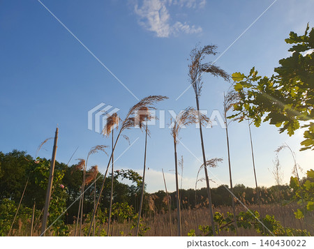 Close-up of dry reeds against the blue sky and evening sun. Aesthetic summer landscape in warm colors Close-up of dry reeds against the blue sky and evening sun. Aesthetic summer landscape in warm colors 140430022