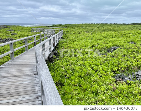 Wooden path extending to the marsh Wooden path extending to the marsh 140430075