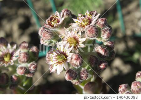 Sempervivum Houseleek Succulent Flowers Blooming Sempervivum Houseleek Succulent Flowers Blooming 140430088