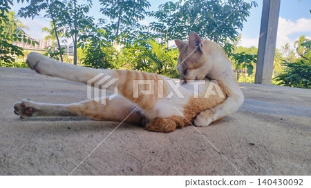 Cute orange and white domestic stray cat is relaxing outdoors on a sunny day. Cute orange and white domestic stray cat is relaxing outdoors on a sunny day. 140430092