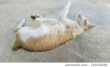 Cute orange and white domestic stray cat is relaxing outdoors on a sunny day. Cute orange and white domestic stray cat is relaxing outdoors on a sunny day. 140430096