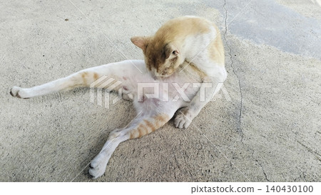 Cute orange and white domestic stray cat is relaxing outdoors on a sunny day. Cute orange and white domestic stray cat is relaxing outdoors on a sunny day. 140430100