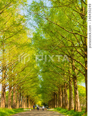 [Nature] Metasequoia tree-lined avenue, a famous spot in Hiratsuka City, Kanagawa Prefecture 140430249