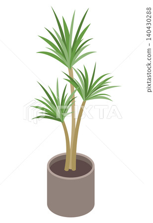 等距插圖:室內植物(絲蘭) 等距插圖:室內植物(絲蘭) 140430288