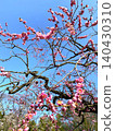 Plum (plum blossom) red plum 140430310