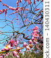 Plum (plum blossom) red plum 140430311