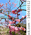 Plum (plum blossom) red plum 140430312