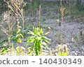 Open space overgrown with weeds 140430349
