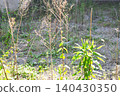 Open space overgrown with weeds 140430350
