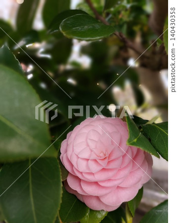Beautiful pink camellia flowers Beautiful pink camellia flowers 140430358