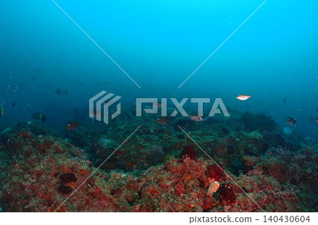 Diver swimming on a coral reef Diver swimming on a coral reef 140430604