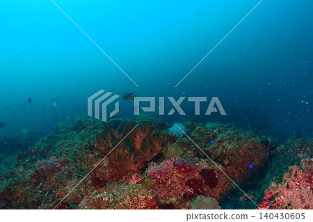 Diver swimming on a coral reef Diver swimming on a coral reef 140430605