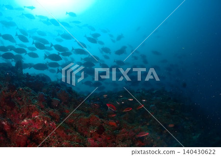 Diver swimming on a coral reef 140430622