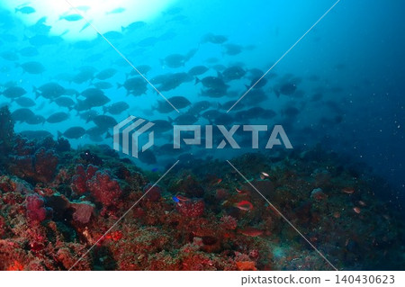 Diver swimming on a coral reef Diver swimming on a coral reef 140430623