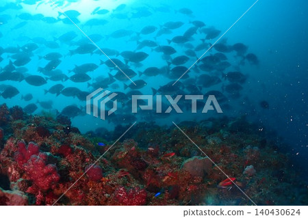 Diver swimming on a coral reef Diver swimming on a coral reef 140430624