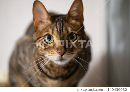 A house cat (Bengal cat) staring intently. A house cat (Bengal cat) staring intently. 140430680
