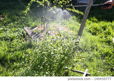 Close-up of spraying a bush , fine droplets evenly cover the leaves, providing protective plant treatment Close-up of spraying a bush , fine droplets evenly cover the leaves, providing protective plant treatment 140430777